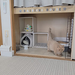 部屋全体/リメイクシート木目調/いつもいいねありがとうございます♡/ねこと暮らす/ダイソー...などのインテリア実例 - 2021-09-08 14:05:39