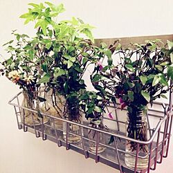 バス/トイレ/IKEA/植物のインテリア実例 - 2014-06-03 15:00:36