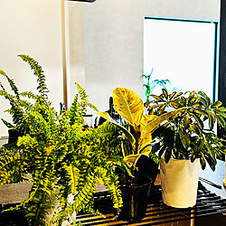 グリーンのある暮らし/水やり完了‼︎/観葉植物のある暮らし/癒しの空間/キッチンのインテリア実例 - 2023-01-28 10:15:07