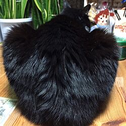 黒猫と思いきやはちわれねこちゃんの後ろ姿/ねこのインテリア実例 - 2015-04-20 22:04:39