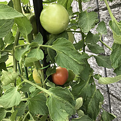 プランター菜園/トマト/家庭菜園/トマト栽培中のインテリア実例 - 2022-07-09 07:07:10