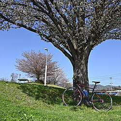 ロードバイク/桜/サイクリング/( ｰ̀дｰ́)σﾖｼ!のインテリア実例 - 2022-05-02 09:26:21