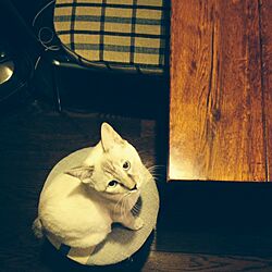 彼女(猫)と彼(猫)と僕の日常/白トラのミシェル/ねこ帰宅部のインテリア実例 - 2014-10-29 00:15:03