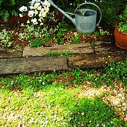 玄関/入り口/ガーデニング/植物いろいろ/植物/枕木...などのインテリア実例 - 2014-05-01 11:54:08