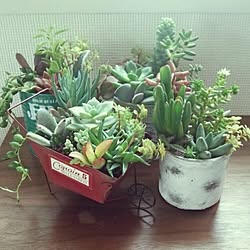 部屋全体/いいね有難うございます/多肉植物/セリア/ガーデン雑貨...などのインテリア実例 - 2015-07-09 15:18:38