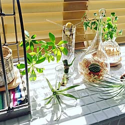 机/IG/観葉植物/100均/かご...などのインテリア実例 - 2016-10-15 16:27:09