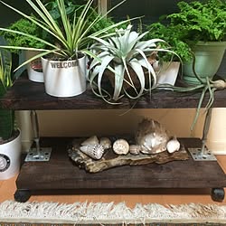 棚/多肉植物/北欧/観葉植物/DIY...などのインテリア実例 - 2016-11-09 20:51:13