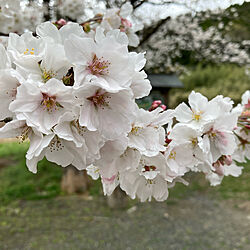 桜のインテリア実例 - 2022-04-03 02:17:25