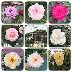 rose/バラ/rose garden/ばら園のインテリア実例 - 2015-06-07 23:22:09