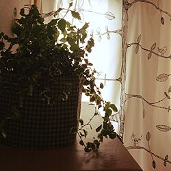 ベッド周り/IKEA カーテン/プミラ/緑化計画/植物のある部屋...などのインテリア実例 - 2014-04-03 09:54:40