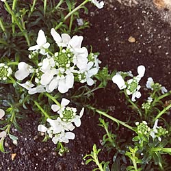 玄関/入り口/花のある暮らし/薔薇雑貨/花のある生活/ロマンティック雑貨...などのインテリア実例 - 2017-03-05 16:17:35