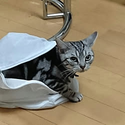 バス/トイレ/ねこのいる日常/ねこと暮らすのインテリア実例 - 2019-08-25 23:24:02