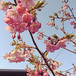 季節の花/河津桜/日本庭園のインテリア実例 - 2015-03-13 23:18:43