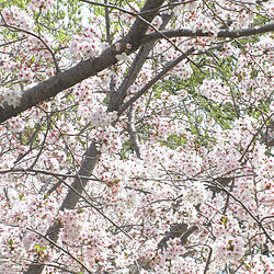 桜のインテリア実例 - 2021-03-29 00:23:54