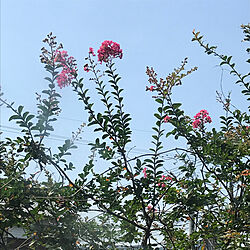 玄関/入り口/青空/ほったらかしの庭/サルスベリの花のインテリア実例 - 2018-07-14 23:57:21