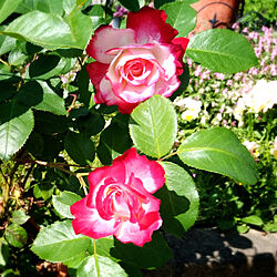 玄関/入り口/イイねありがとうございます♡/薔薇/花のある暮らし/手作り花壇...などのインテリア実例 - 2019-05-17 10:16:44