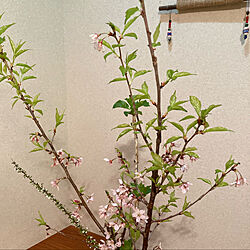 桜/葉桜になりました/床の間/和室/チワックス...などのインテリア実例 - 2022-03-29 20:06:57