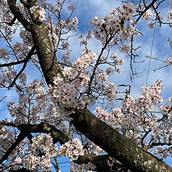 ヒラヒラ舞い散る花びら/雀がチュンチュン/朝は肌寒いです/桜の花/晴れ10℃...などのインテリア実例 - 2021-04-07 07:12:34