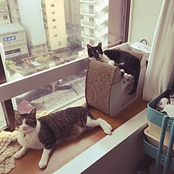 壁/天井/猫/一人暮らし/築41年中古マンション/ねこばかりですみません...などのインテリア実例 - 2016-11-20 11:25:03