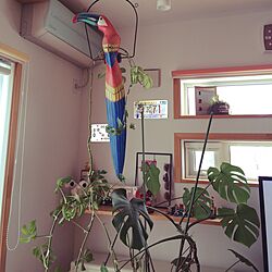 壁/天井/観葉植物のインテリア実例 - 2016-03-02 12:31:07