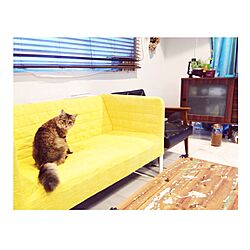 リビング/IKEA/ソファ/DIY/猫のインテリア実例 - 2015-06-02 18:44:59