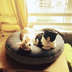 猫ばっかり/猫/猫部屋のインテリア実例 - 2016-09-24 18:21:18