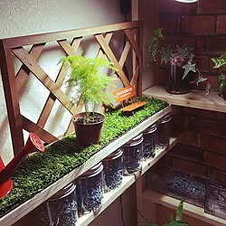 棚/DIY/観葉植物/人工芝生/ダイソー...などのインテリア実例 - 2017-01-26 22:56:06