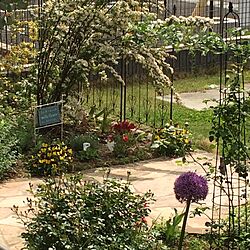 ラナンキュラス/ガーデン/ガーデンフェンス/花のある暮らし/庭の花...などのインテリア実例 - 2017-05-16 10:05:48