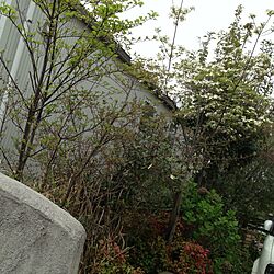 玄関/入り口/植物のインテリア実例 - 2014-04-27 14:44:59