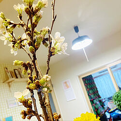 菜の花/桜/IKEA/フィンレイソン壁紙/リビングのインテリア実例 - 2022-03-23 22:20:18