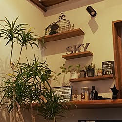 セリア/DIY/観葉植物/フェイクグリーン/多肉植物のインテリア実例 - 2017-05-06 20:16:51