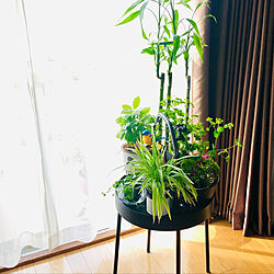 癒しの空間/好きな風景/観葉植物/RCの皆さまに感謝♡/IKEA ブールヴィーク...などのインテリア実例 - 2023-02-01 11:55:49