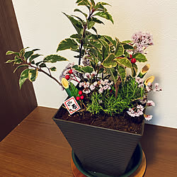 観葉植物/グリーンのある暮らし/お正月寄せ植え/お正月アレンジ/お正月飾り...などのインテリア実例 - 2022-01-03 15:33:24