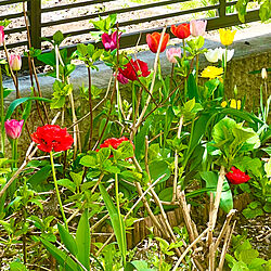 ピンクも可愛い/八重咲きのチューリップもあります/今年も沢山植えておこう/去年植えたチューリップ/庭...などのインテリア実例 - 2023-05-13 12:49:56