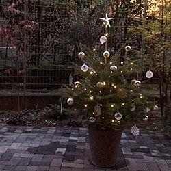 クリスマスイルミネーション/クリスマスツリー/LEDライト/北欧/モダンナチュラル...などのインテリア実例 - 2020-11-19 18:11:39