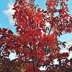 玄関/入り口/シンボルツリーの花の木/紅葉が綺麗です☆*。/毎年の楽しみ♡/秋のガーデン...などのインテリア実例 - 2021-11-15 11:45:34