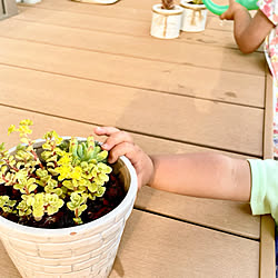 植物のある暮らし/夕方/セダムの花/多肉寄せ植え/ウッドデッキ...などのインテリア実例 - 2022-06-11 11:47:15