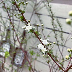 ベッド周り/ガーデニング/春の花/お花が好き/３月の花...などのインテリア実例 - 2022-03-30 09:25:03
