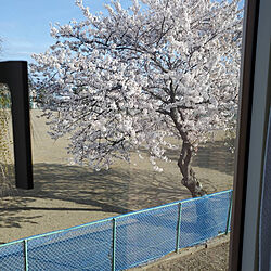 壁/天井/桜/植物のある暮らしのインテリア実例 - 2021-04-16 14:14:13