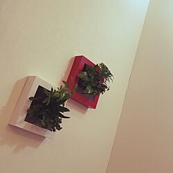リビング/壁面ディスプレイ/観葉植物のインテリア実例 - 2017-03-22 08:52:16