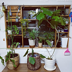 リビング/観葉植物のある部屋/窓枠棚DIY/DIYのインテリア実例 - 2020-09-15 19:07:43