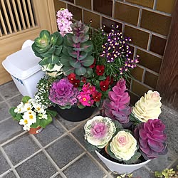 玄関/入り口/鉢植え/植物のインテリア実例 - 2016-03-07 08:19:27