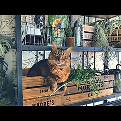 棚/猫/猫と暮らすマンション/一人暮らし/木箱...などのインテリア実例 - 2016-05-22 14:13:33