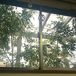 壁/天井/シマトネリコ/裏庭/パーゴラ/ダイニングの窓辺...などのインテリア実例 - 2016-04-21 06:44:21