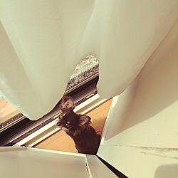 チワワ/いぬ/三角/窓/折れ戸DIY...などのインテリア実例 - 2016-04-08 21:08:04
