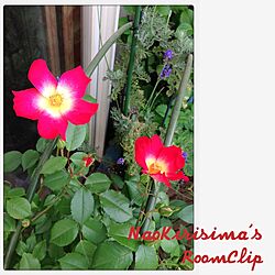 玄関/入り口/植物/ベランダガーデニング/薔薇のインテリア実例 - 2013-04-25 07:34:21