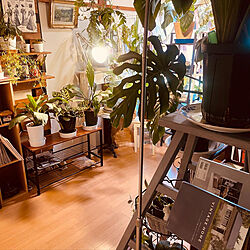 はしごの棚/植物のある生活/小さなお部屋/植物ある暮らし/熱帯性植物...などのインテリア実例 - 2022-05-25 12:55:37