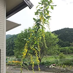 玄関/入り口/キングサリー/植物/連投すみません/インテリアじゃなくてごめんなさい...などのインテリア実例 - 2017-05-11 15:05:21