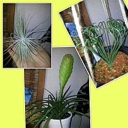 植物のインテリア実例 - 2013-11-04 10:05:25