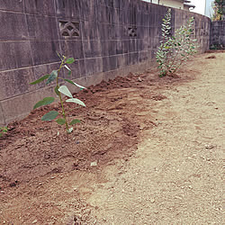 玄関/入り口/苗木/植栽計画/しょくぶつのある暮らし/ユーカリテトラプテラ...などのインテリア実例 - 2022-10-16 15:57:15